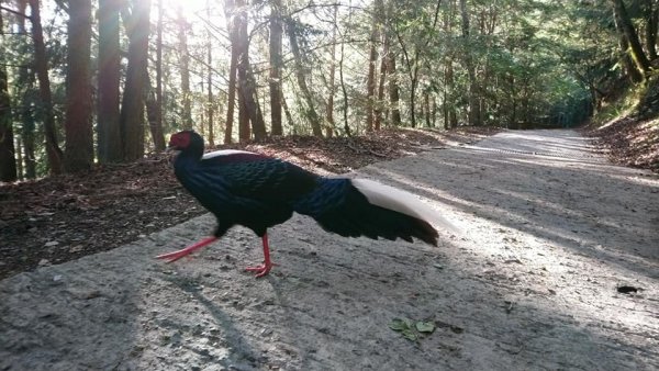 武陵桃山步道942389