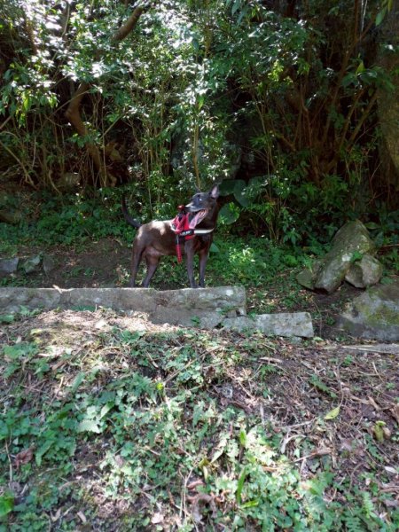 帶著毛孩去爬山-202508172866646