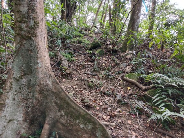 平溪區石古井古道(新路徑)+青林山+盤山坑古道O型2893271
