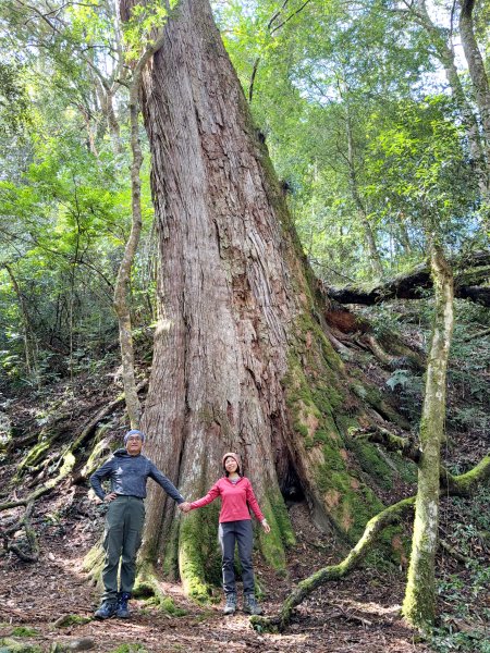 鎮西堡巨木步道B區全段+A區部分3008537