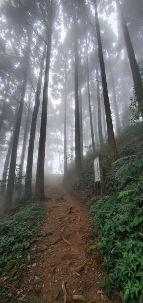 2022-05-01奮起湖大凍山步道1698075