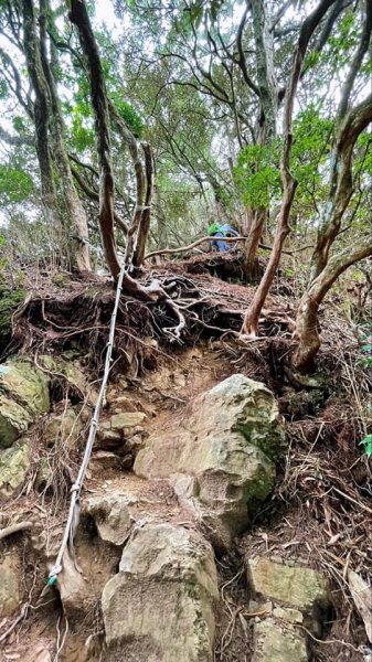 2021 新竹尖石_高台山連走島田山(高島P型縱走)1562721