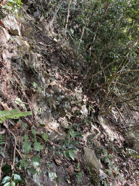 蝶夢八唐搜尋失蹤者 2025.11.252954298