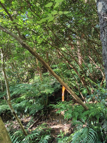 2023.07.13 竹25南華橋登下橫坑山雞寮坑山下三元宮2311377