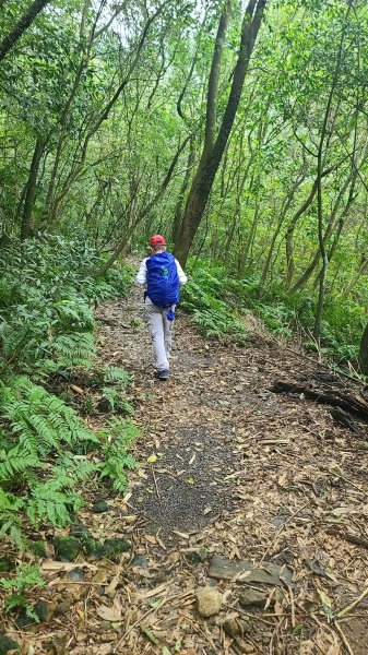 2025-01232淡蘭古道北二段(燦光寮古道到澳底)2696566