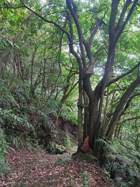 環七星山人車分道步道-陽金公路段 - 走遍陽明山尋寶任務2255032