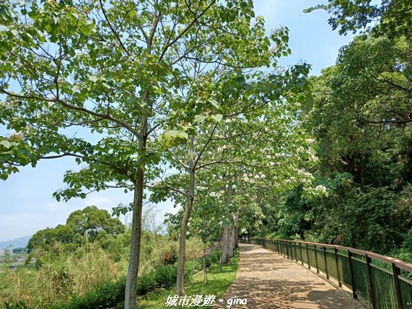 【台中外埔】高鐵觀景台、綠樹成蔭下賞桐花。 外埔水流東桐花步道2136903