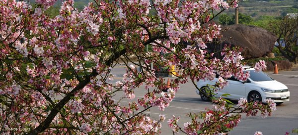 #大鳳蝶 (雌無尾) #綠繡眼 #頂湖小鎮 #紫藤 #觀音山 #日出 #天元宮 #吉野櫻 3/313026514