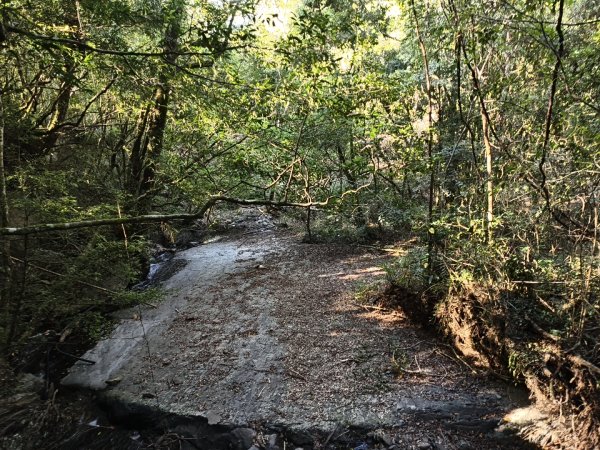 [皮皮獅探險隊-11/10] 2025_1010 隱藏任務–司馬庫斯神木群步道2912328