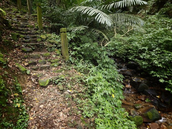 [淡蘭古道] 2026_0531 北路第一段_燦光寮古道(下)-牡丹溪畔3070962