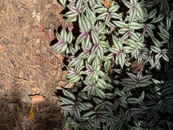 占山+小北插2863653