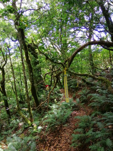 花蓮秀林~巨木森林。#86小百岳卡拉寶山1035549