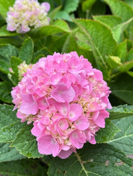 清泉 雪霸農場 野馬瞰山2925933