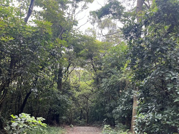 [皮皮獅探險隊-02/10] 2025_0706 漢卿步道、秀才步道2830927