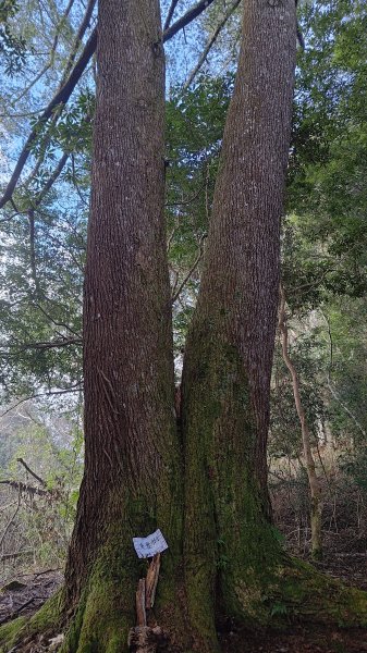 屯野生台山、石麻達山2993162