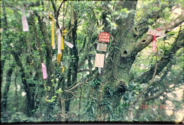大屯山／二子山1966190