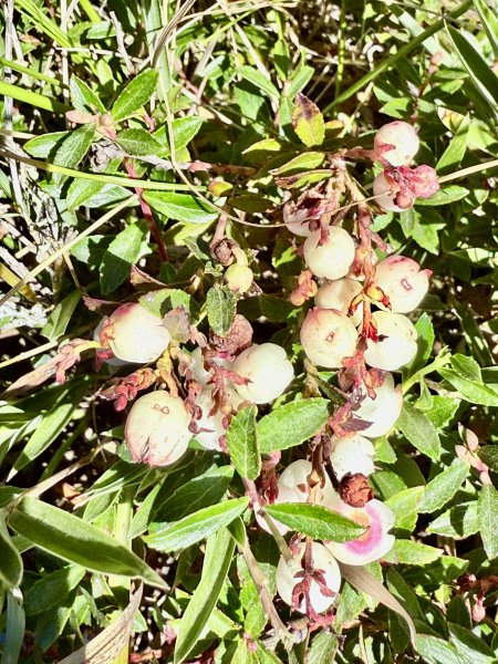 合歡北峰散步趣  2025.10.152923196