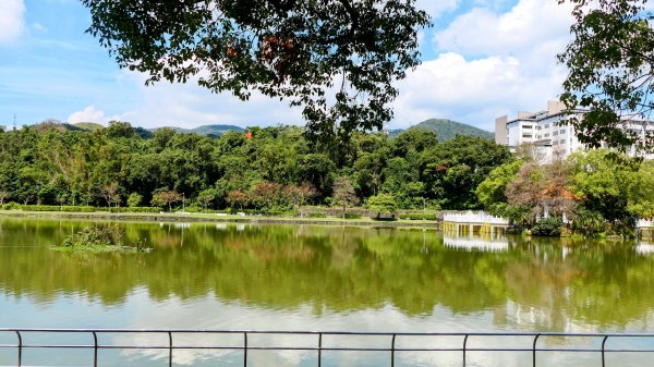 《蝶戀花。酸藤一生》2723356