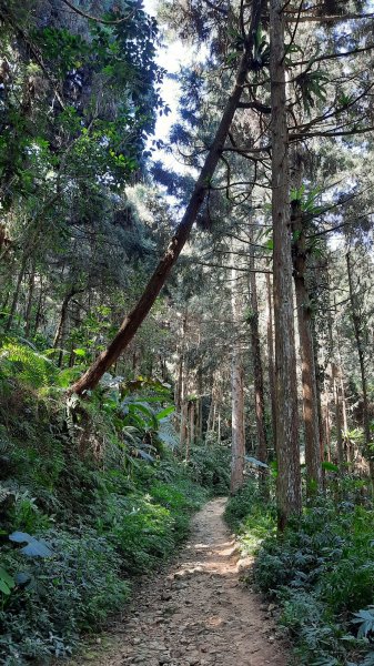 《南投》竹林台灣杉｜溪頭山竹崙山志騰山O繞202302182035918