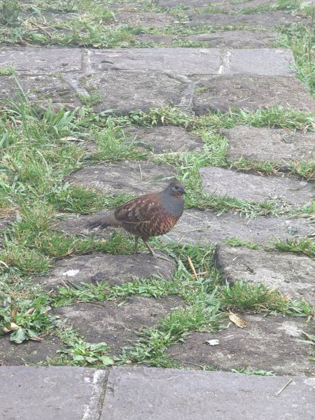 2023.04.22－七星山步道2123971