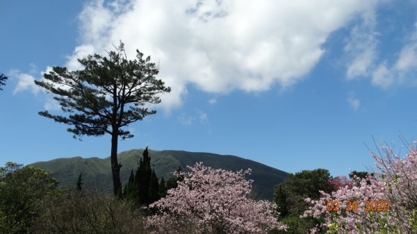 仙境?!雲霧繚繞! 2020/4th雲瀑853526