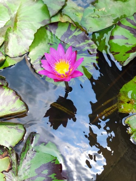 造橋車站-口山古道-鹿廚坑步道3039841