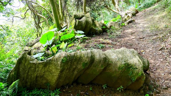 微笑山線百年大榕樹段2848413