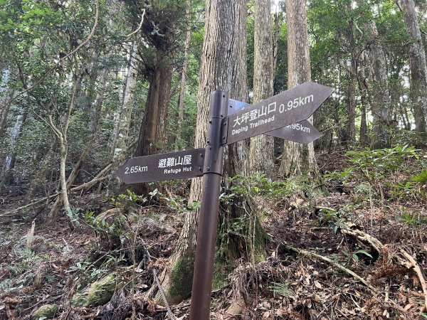 加里山 大坪登山口 杜鵑嶺 加里山P形1900988