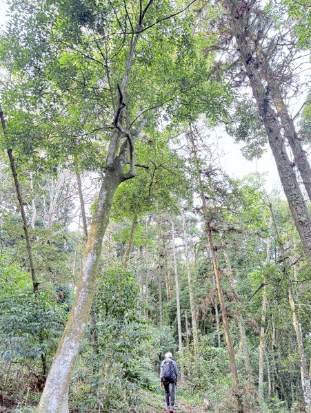 埔里登蜈蚣崙山、板仔寮山 2025.6.182815481