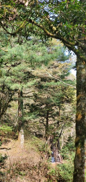 2021-03-20觀霧-檜山巨木群步道1316822