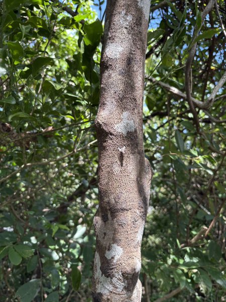 20250816高雄旗尾山2914609