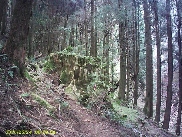 兒玉(自忠)山、東水山、東水山西峰及特富野古道O繞。3061776
