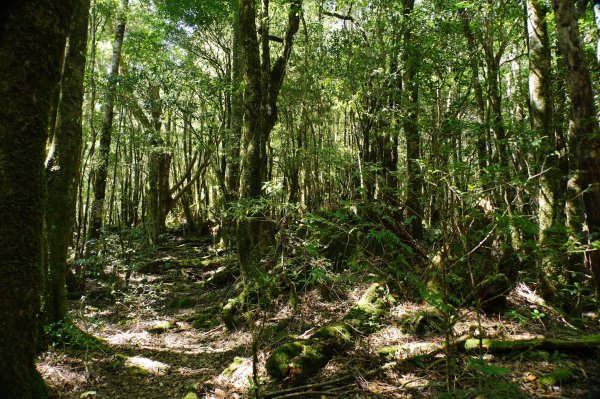 新竹 尖石 屯野生台山、石麻達山、錦屏山2904300