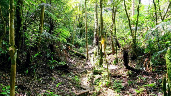 石碇大崙,人頭面山,獅公髻尾山2800429