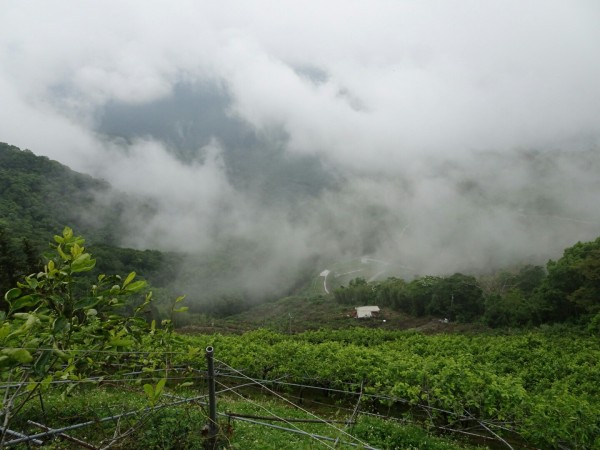 2017/05/17 橫龍山(水雲三星)248235