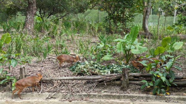 木柵動物園2322100