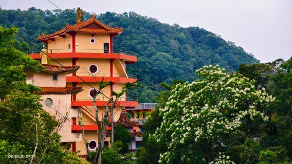 翡翠水庫壩頂 #火燒雲雲海 #日出雲海 #鱷魚島 #藍腹鷴 4/292773801