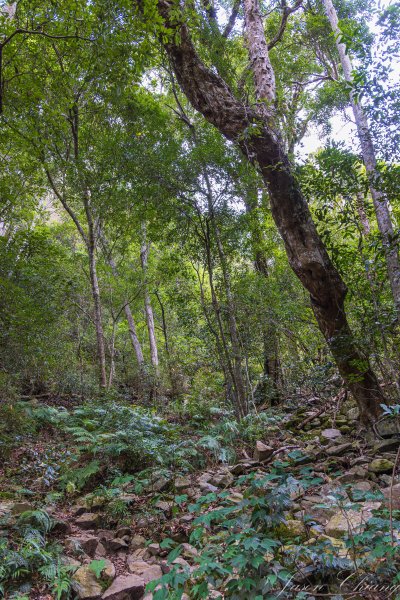 谷關七雄_波津加山2977610