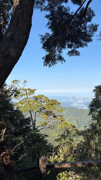 山毛櫸「最後一舞」2955245