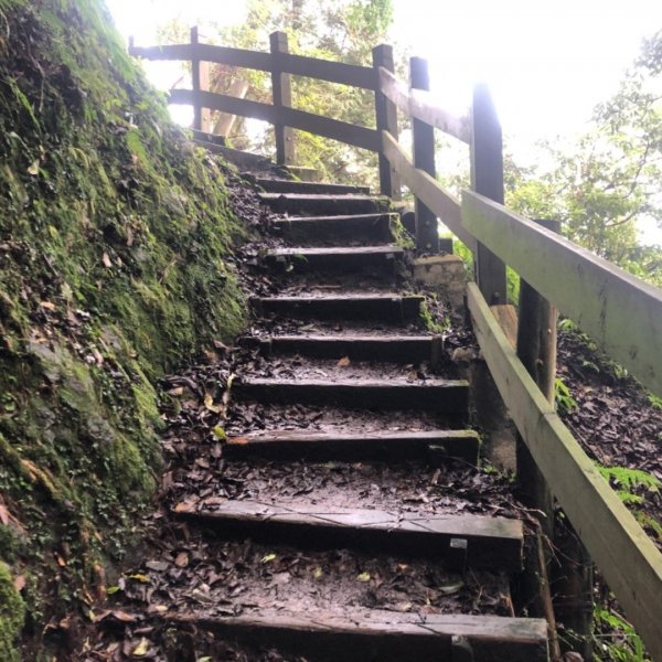 觀霧 檜山巨木步道 雲霧步道501010