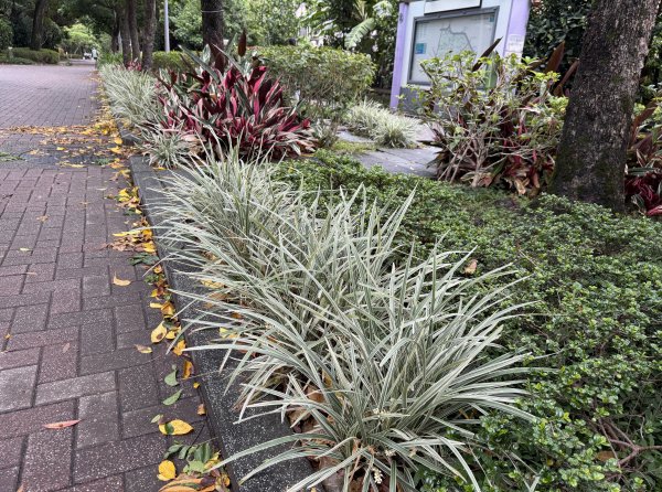 [2026臺北健走趣-11/50] 2026_0808_臺大舟山路3112196