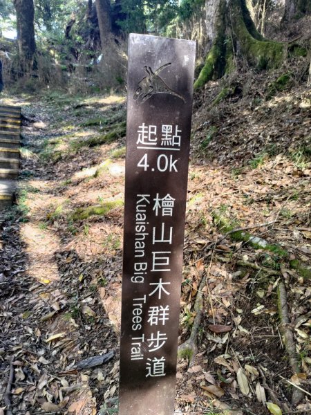 【新竹縣五峰鄉】檜山巨木森林步道2833692