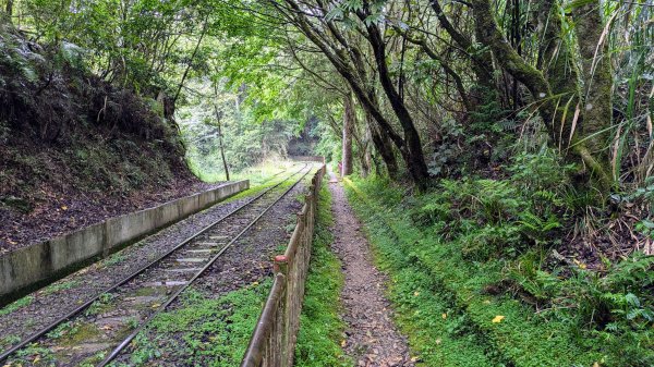 阿里山森遊區-祝山,對高岳步道2537088