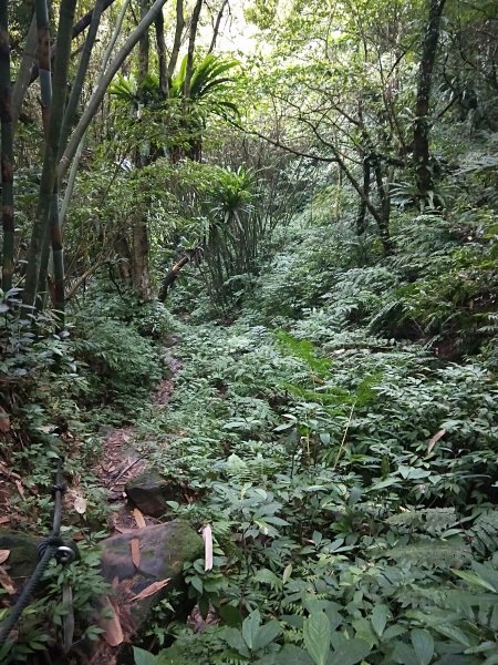 4.5 小時，快閃白雞三山，三缺一1132855