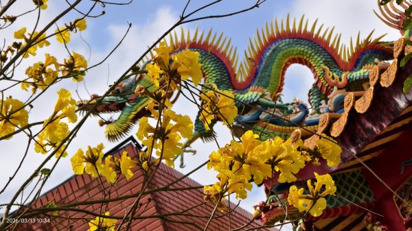 #西龍巖寺 #八里療養院 #黃花風鈴木 #青帶鳳蝶 #虎山 #101大樓  3/133014405