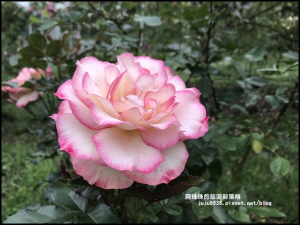 雅聞七里香玫瑰森林玫瑰季。浪漫歐式庭園930362
