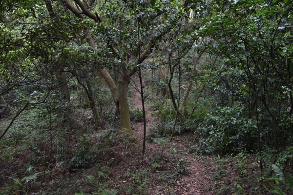 樹林大棟山／小百岳0151408556