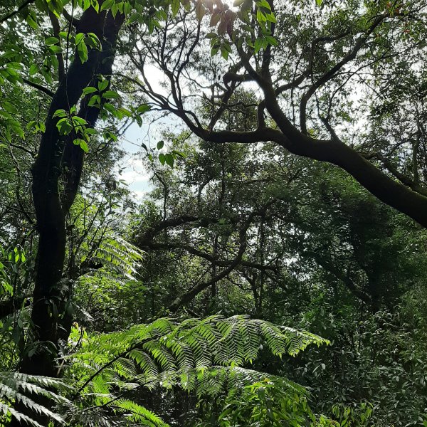 小百岳七星山。殘雪1233689