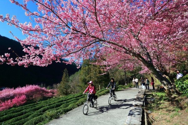 【公告】108年武陵農場櫻花季入園及交通疏運計畫