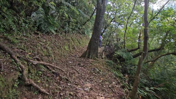 平湖西步道.內平林山.大坑山.平湖東步道O走全紀錄3094134